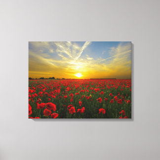spectacular red poppies canvas print