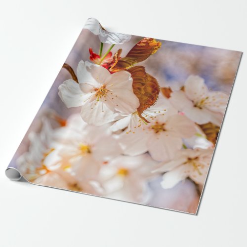 Spectacular Sakura Flowers Hanami Season Wrapping Paper