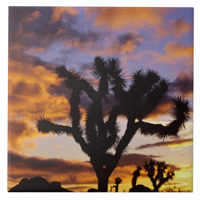 Spectacular Sunrise at Joshua Tree National Park Ceramic Tile (Front)