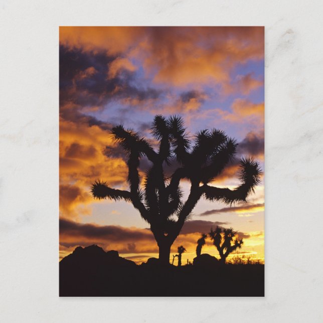 Spectacular Sunrise at Joshua Tree National Park Postcard (Front)