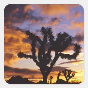 Spectacular Sunrise at Joshua Tree National Park Square Sticker