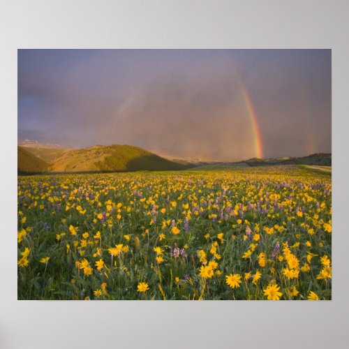 Spectacular wildflower meadow at sunrise in the 2 poster