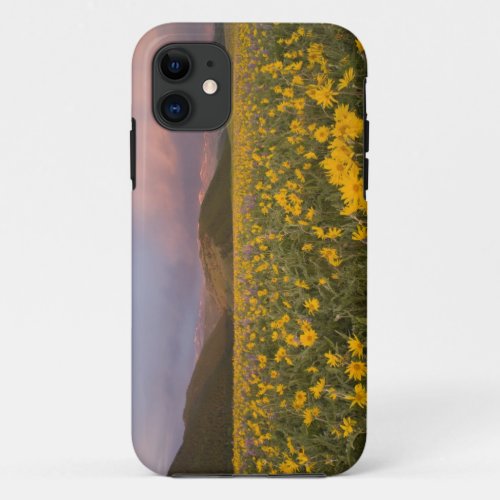 Spectacular wildflower meadow at sunrise in the iPhone 11 case