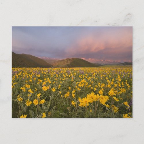 Spectacular wildflower meadow at sunrise in the postcard