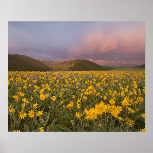 Spectacular wildflower meadow at sunrise in the poster