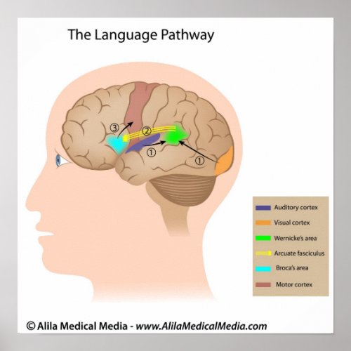 Speech centers of the brain diagram poster