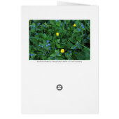 Speedwell and Buttercups (Back)