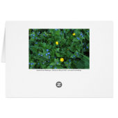 Speedwell and Buttercups Cards (Back Horizontal)