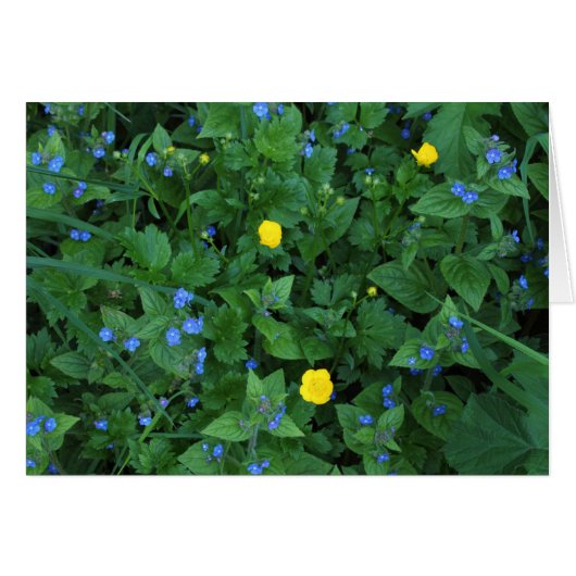Speedwell and Buttercups Cards (Front Horizontal)