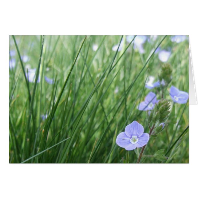 Speedwell Flowers Card (Front Horizontal)