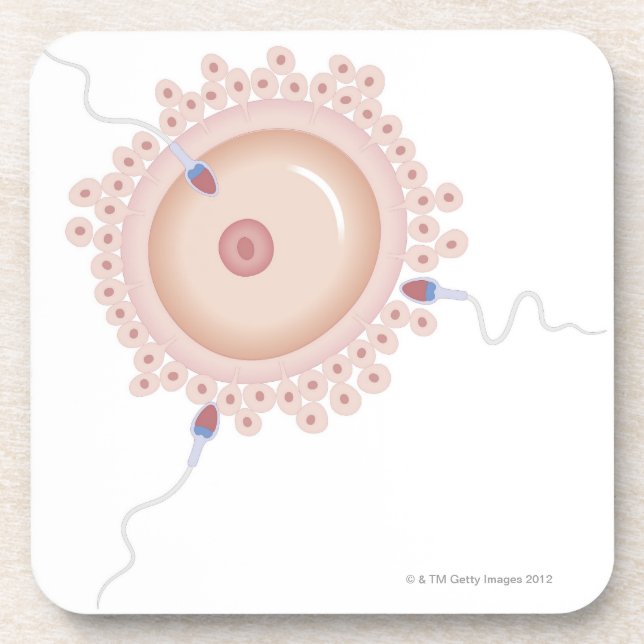 Sperm Containing Mutated Gene Beverage Coaster (Front)