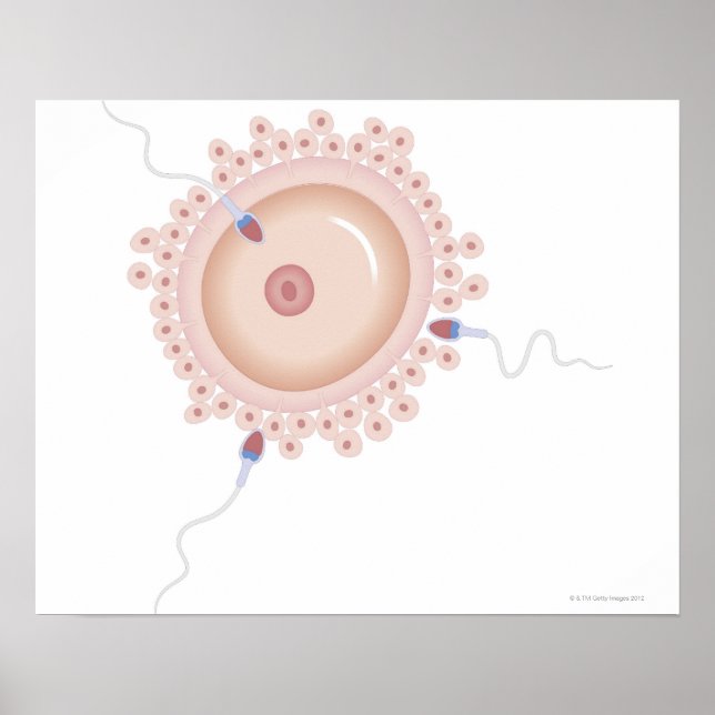 Sperm Containing Mutated Gene Poster (Front)