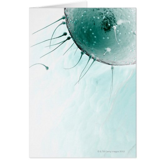 Sperm Fertilising an Ovum. Cards (Front)