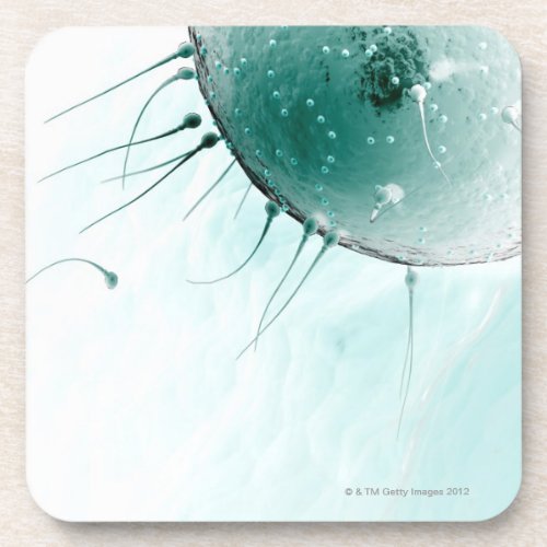 Sperm Fertilising an Ovum Coaster