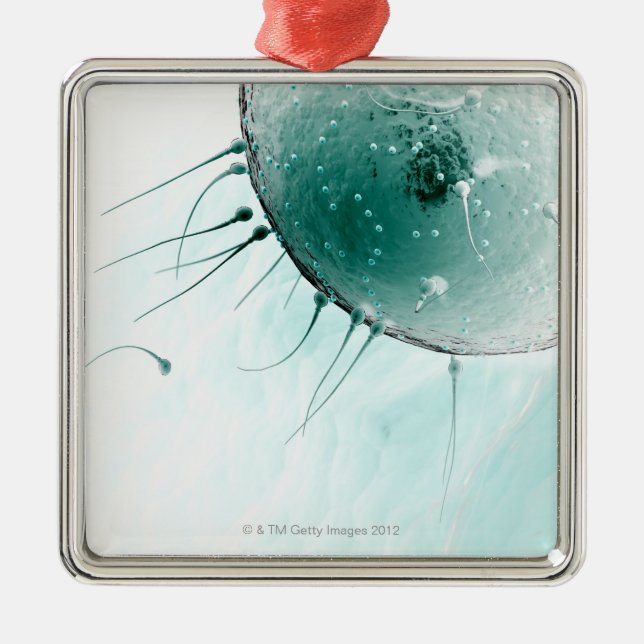 Sperm Fertilising an Ovum. Metal Ornament (Front)