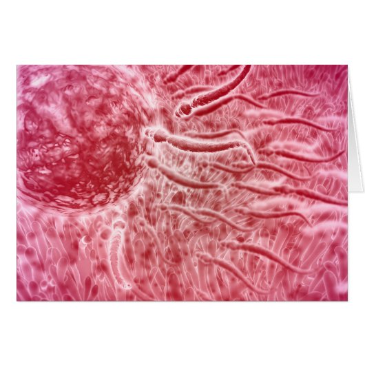 Sperm Traveling Towards Egg With Cellia (Front Horizontal)