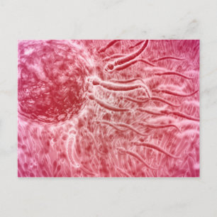 Sperm Traveling Towards Egg With Cellia Postcard