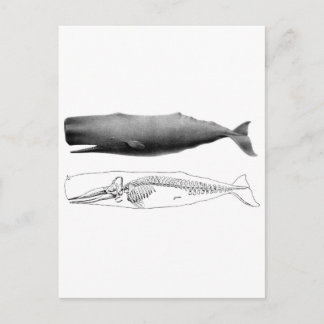 sperm-whale-1 postcard