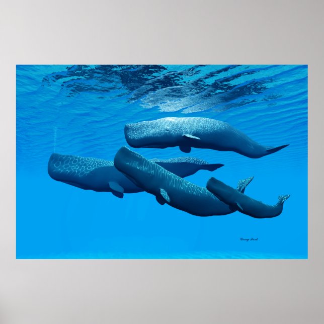 Sperm Whale Family Poster (Front)