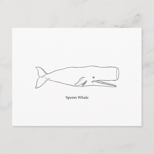 Sperm Whale Illustration (line art) Postcard (Front)