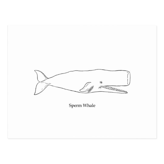 listen-to-the-sperm-whale