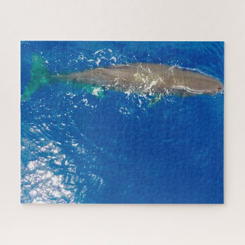 Sperm Whale Jigsaw Puzzle