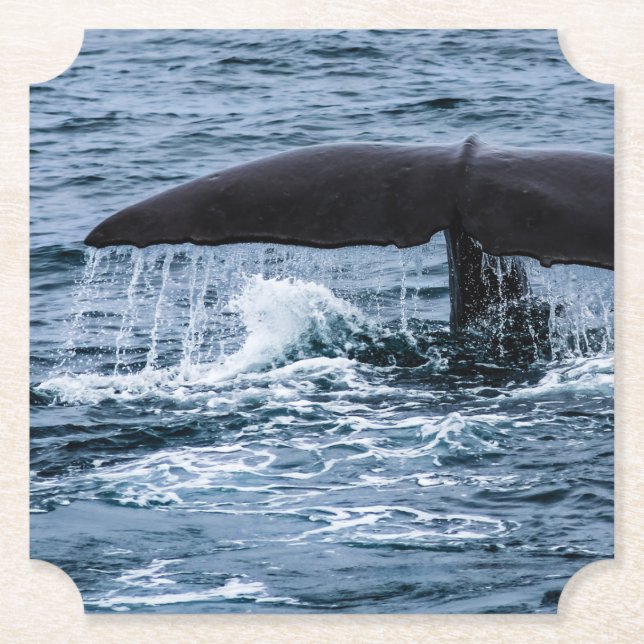 Sperm Whale Paper Coaster (Front)