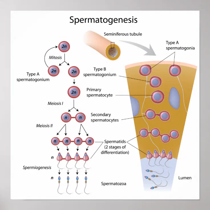 Spermatogenesis Poster | Zazzle