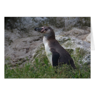 Spheniscus humboldti