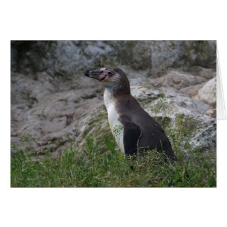 Spheniscus humboldti