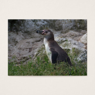 Spheniscus humboldti