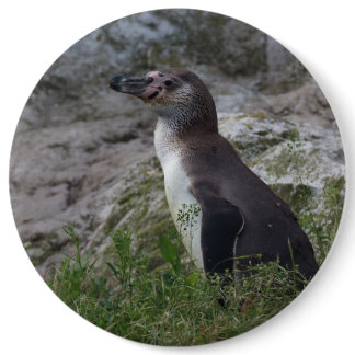 Spheniscus humboldti button