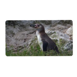 Spheniscus humboldti label