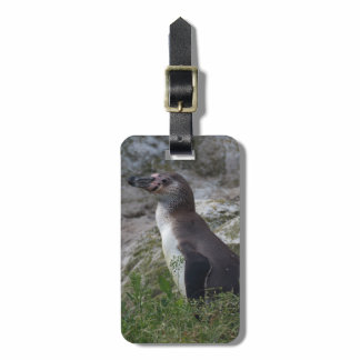 Spheniscus humboldti luggage tag