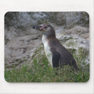 Spheniscus humboldti mouse pad