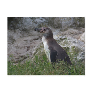 Spheniscus humboldti postcard