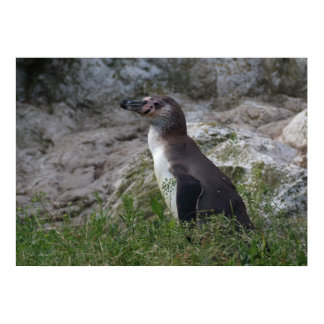 Spheniscus humboldti poster