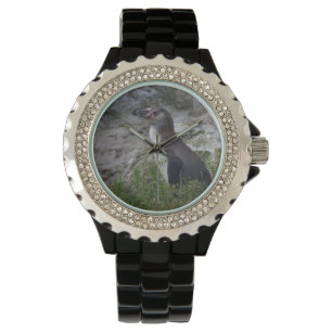 Spheniscus humboldti watch