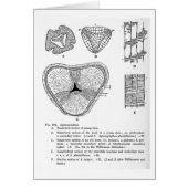 Sphenophyllum art card (Front)