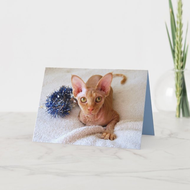Sphinx Cat With Blue Tinsel Card (Front)
