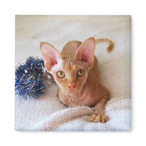 Sphinx Cat With Blue Tinsel Magnet