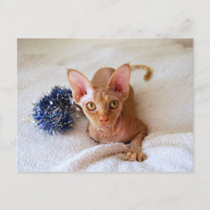 Sphinx Cat with Blue Tinsel Postcard