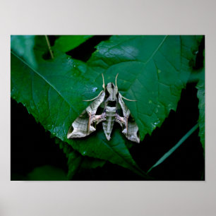 Sphinx Moth on Green Leaf Poster
