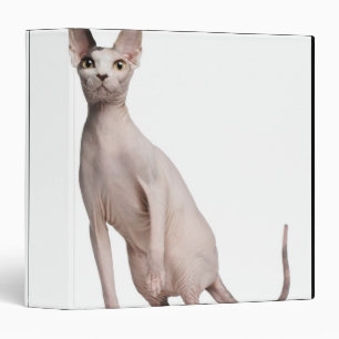 Sphynx (13 months old) 3 ring binder