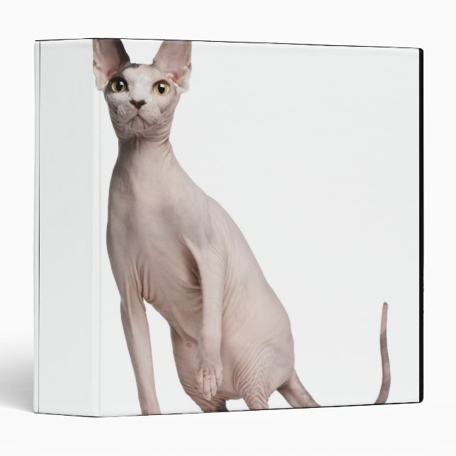 Sphynx (13 months old) 3 ring binder (Front/Spine)