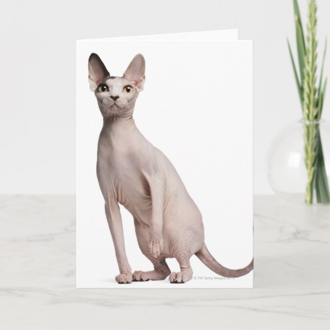 Sphynx (13 months old) card (Front)