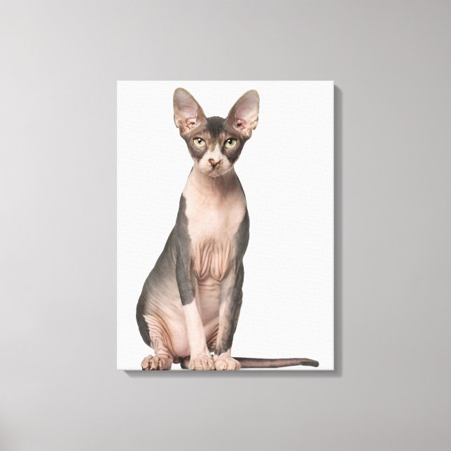 Sphynx (7 months old) sitting canvas print (Front)