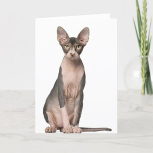 Sphynx (7 months old) sitting card