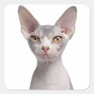 Sphynx (7 months old) square sticker