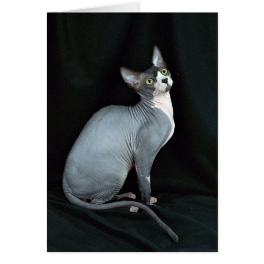Sphynx, black & white cards (Front)